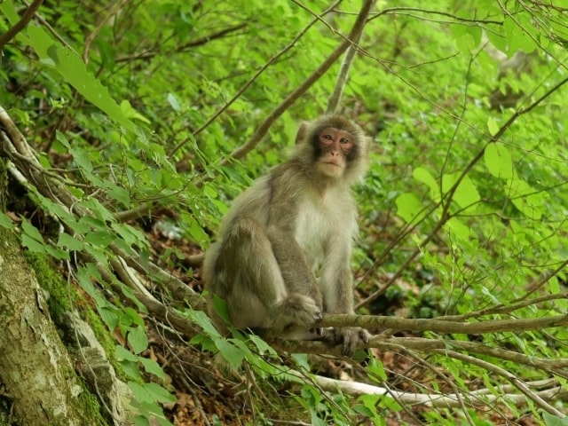 サル対策、サル撃退